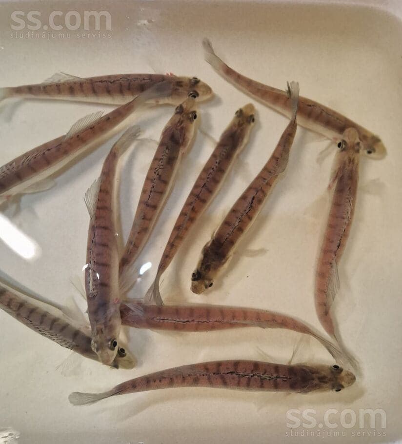 Профессиональная поддержка