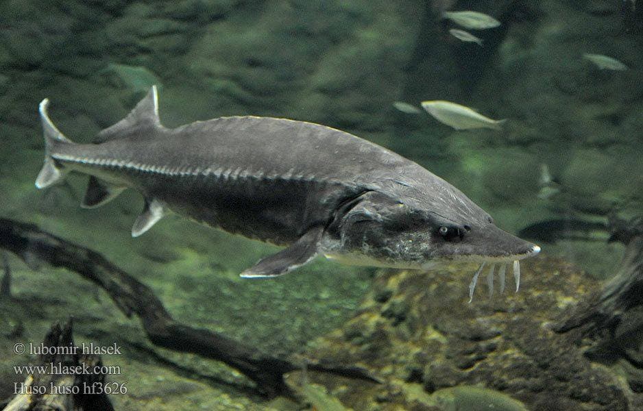 Профессиональная поддержка